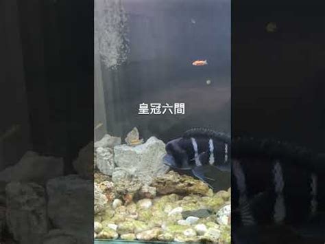 皇冠六間混養|養好六間魚的十大條件